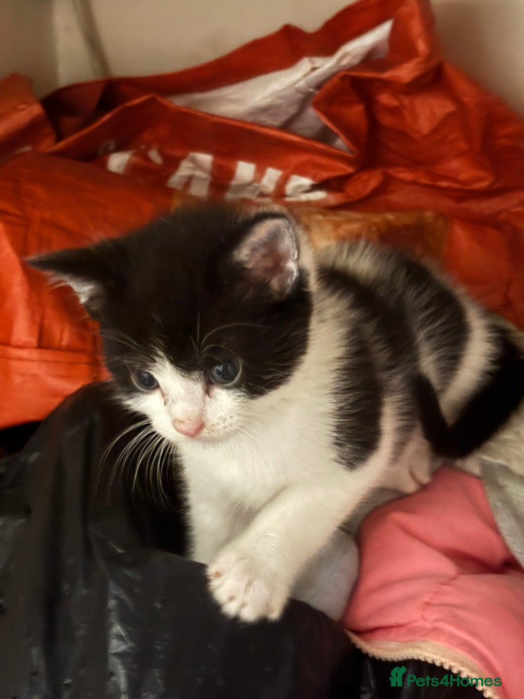 Mixed Breed cats for sale: Adorable Fluffy Kittens - Advert 25