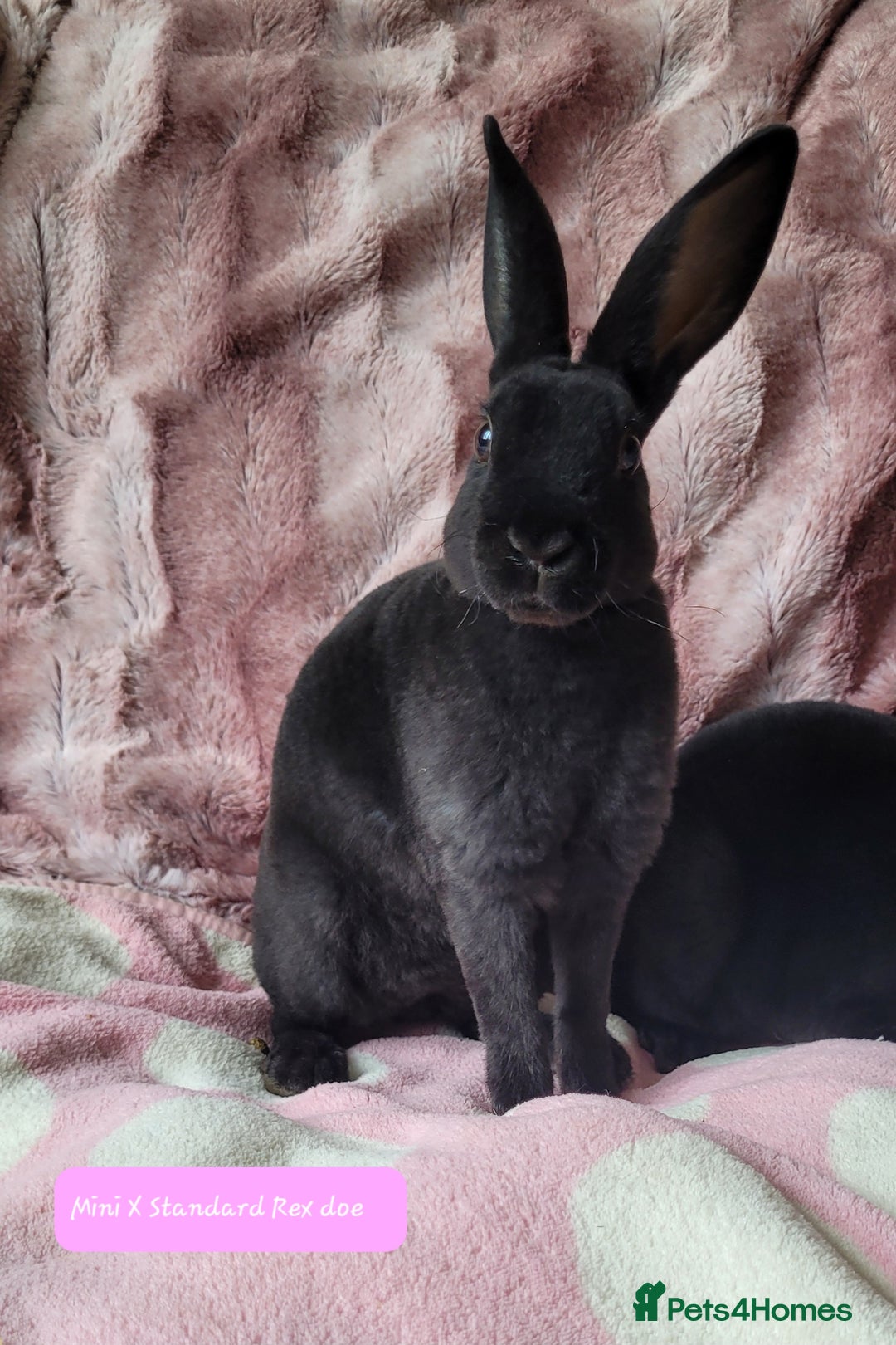 Rex rabbits for sale: Mini Rex babies- various colours & ages - Image 6