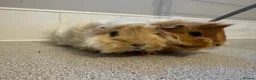 Guinea Pig rodents for sale: Two gorgeous fluffy female piggies  - Advert 6