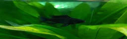 Cichlids fish for sale: Dark knight and golden cichlid rams - Advert 2