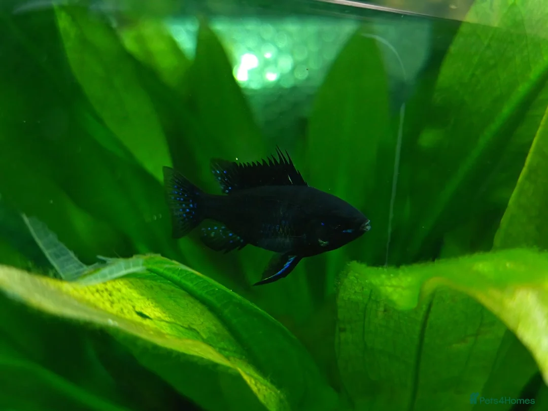 Cichlids fish for sale: Dark knight and golden cichlid rams - Advert 2