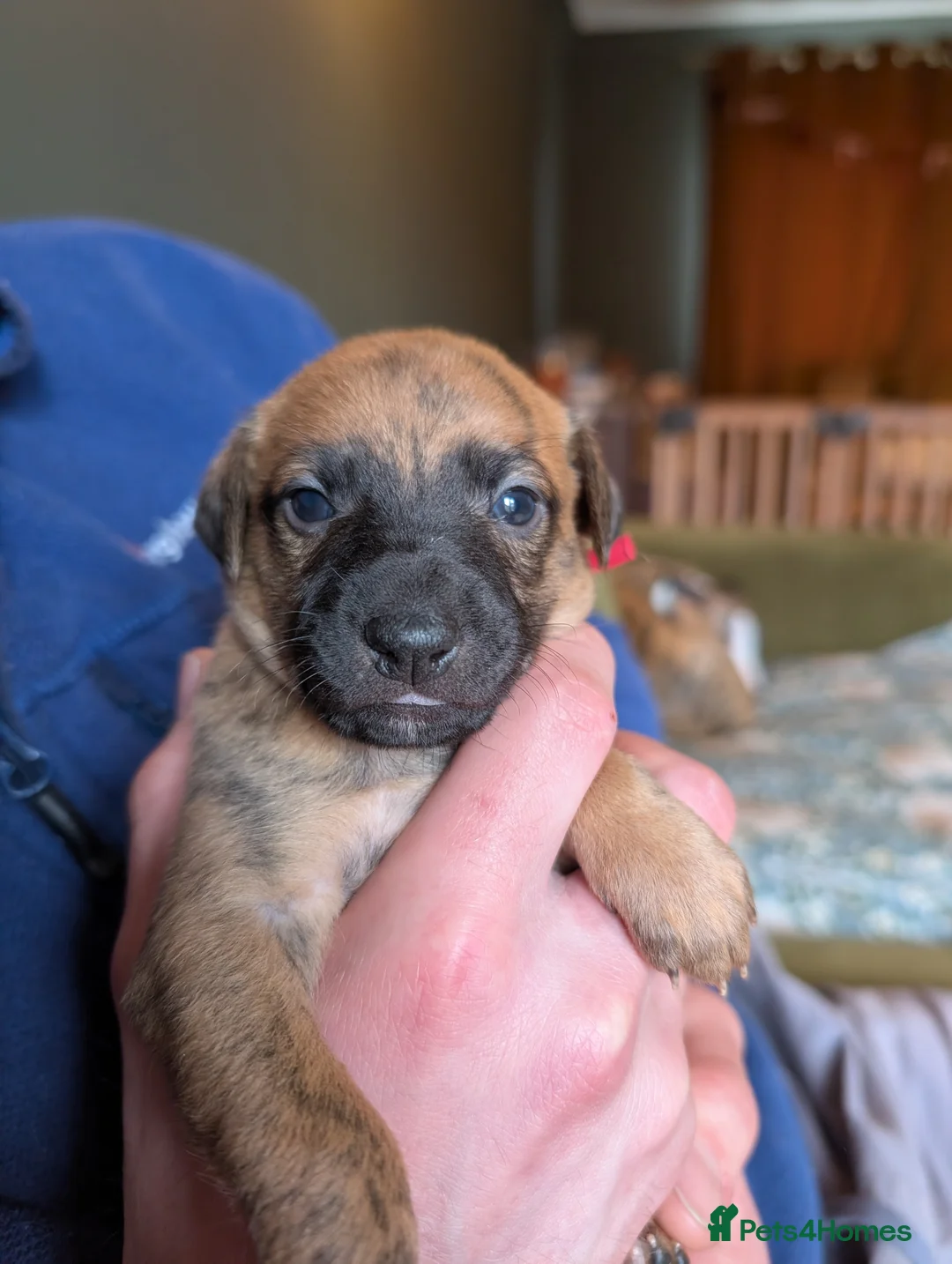 Mixed Breed dogs for sale: 8 Whippet x Italian Greyhound Wiggy Puppies - Advert 2