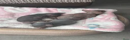 Sphynx cats for sale: Kitten in Rotherham - Advert 23