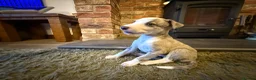 Whippet dogs for sale: KC Registered Whippet Puppies – Home Reared, - Advert 20