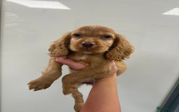 Cocker Spaniel dogs for sale: working cocker spaniel puppies - Image 3
