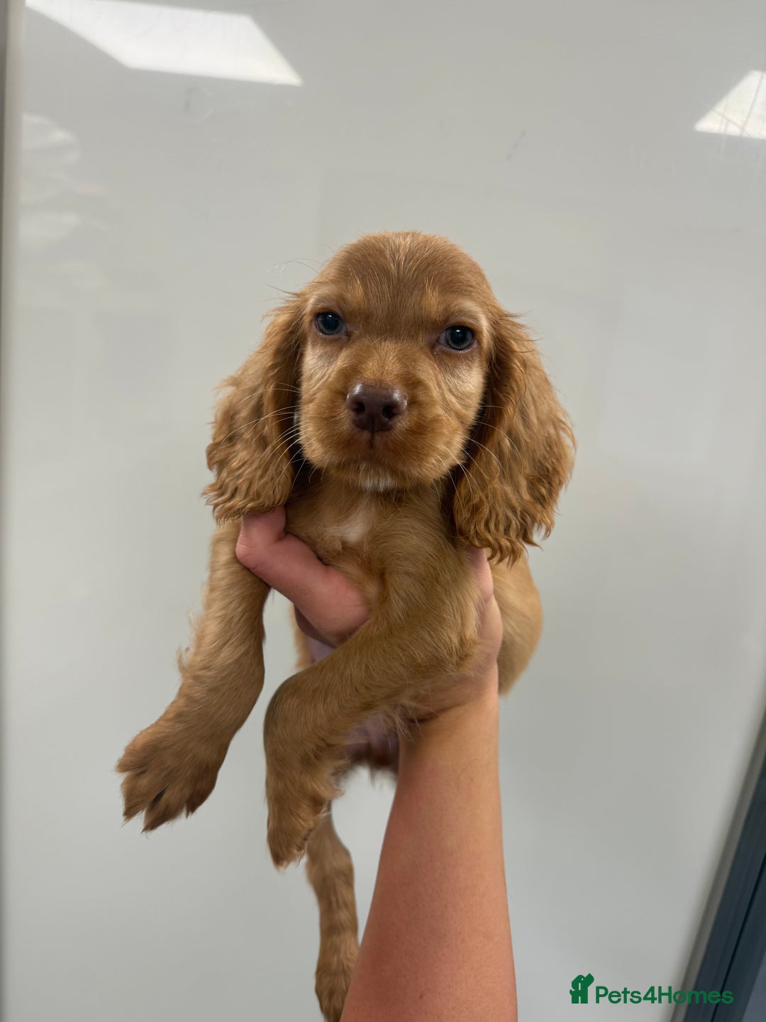 Cocker Spaniel dogs for sale: working cocker spaniel puppies - Image 3