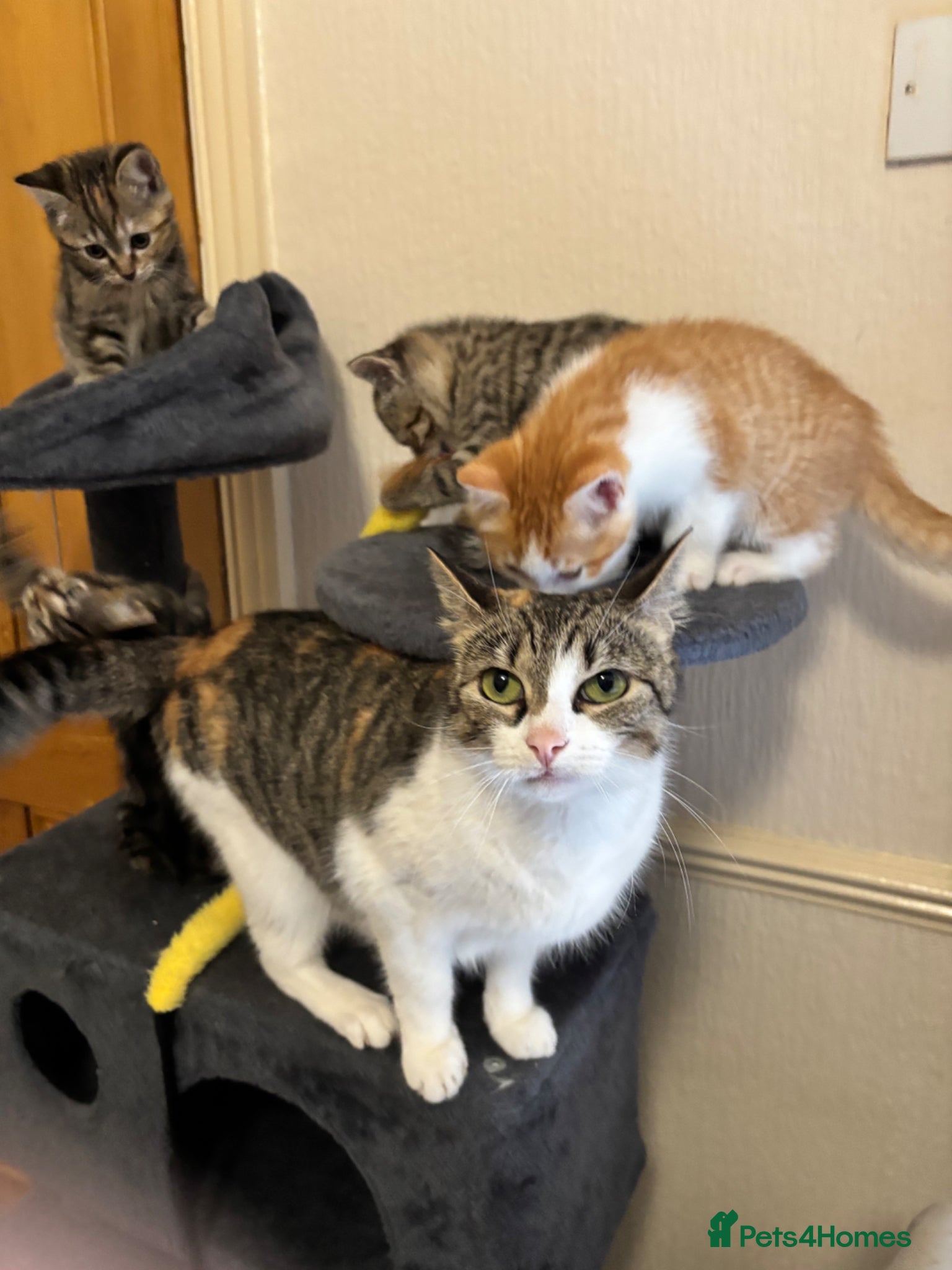 Mixed Breed cats for sale: 4 little kittens ready to find a loving home - Advert 5