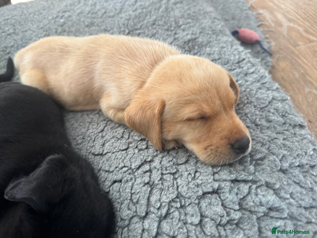 Labrador Retriever dogs for sale: Well bred Labrador puppies - Image 16