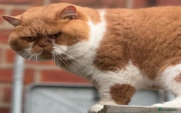 British Shorthair cats for sale: Stunning kittens 🎀🩵💞 - Image 8