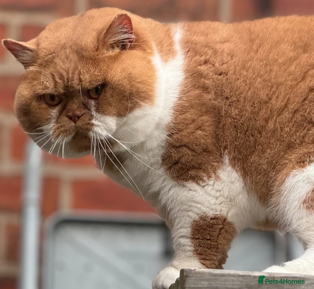 British Shorthair cats for sale: Stunning kittens 🎀🩵💞 - Image 8