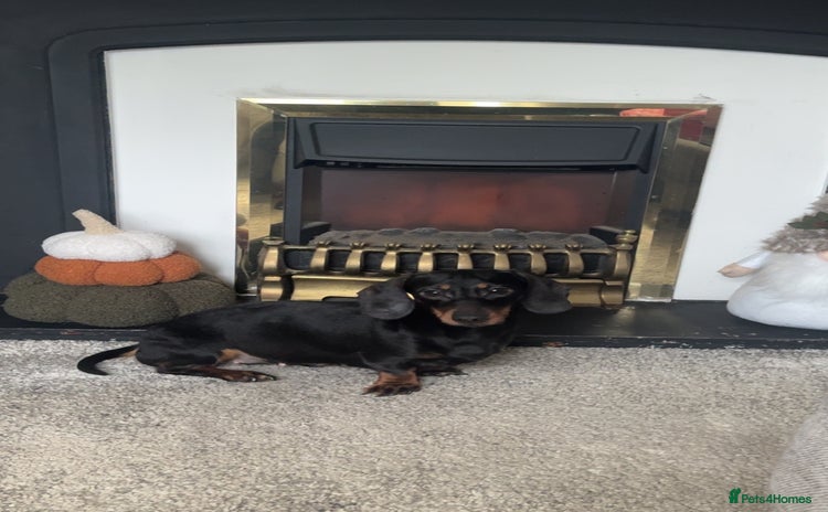 Miniature Dachshund dogs Miniature Dachshund Girl. - Advert 1