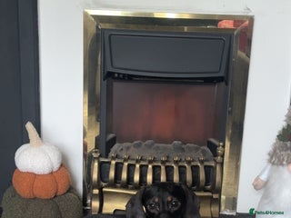 Miniature Dachshund dogs Miniature Dachshund Girl. - Advert 1