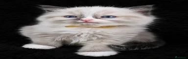 Ragdoll Kitten 3