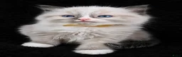 Ragdoll cats for sale: Sweet Ragdoll Kittens Looking for Loving Families  - Advert 14