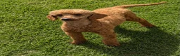 Miniature Poodle dogs for sale: One Male Red Miniature Poodle - Advert 2