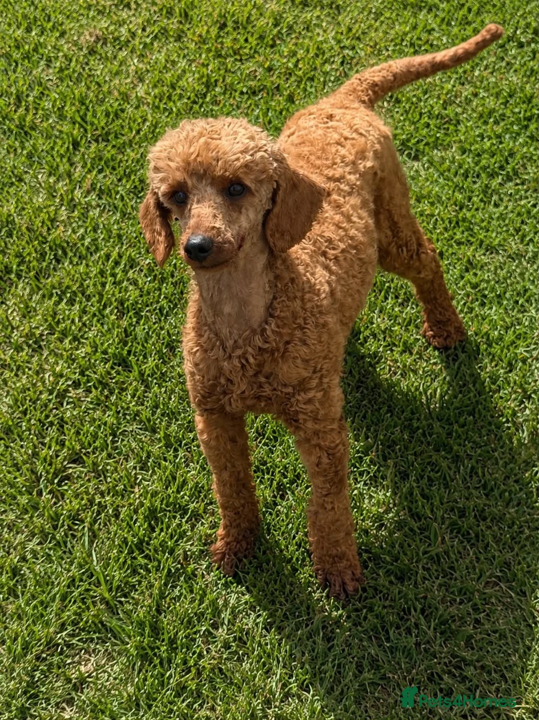 Miniature Poodle dogs for sale: One Male Red Miniature Poodle - Advert 2