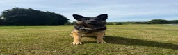 German Shepherd dogs for stud: Blu the German shepherd stud dog kc registered  - Advert 2