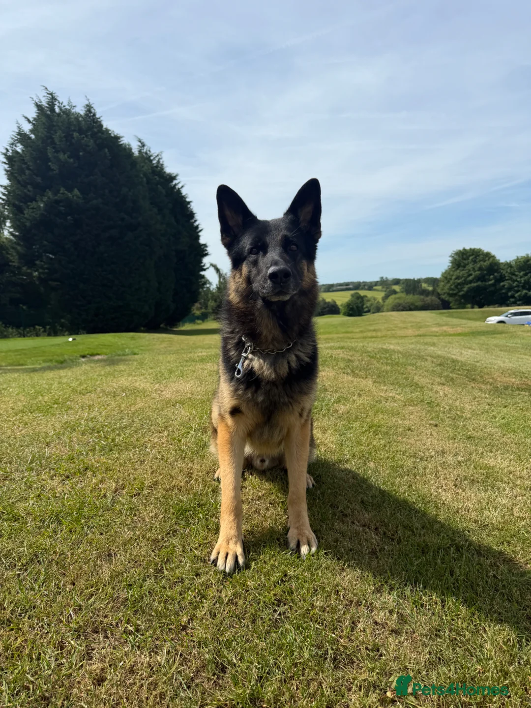 German Shepherd dogs for stud: Blu the German shepherd stud dog kc registered  - Advert 2