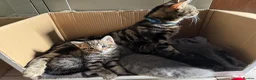Mixed Breed cats for sale: 4 Beautiful Male Kittens Ready 15th May - Advert 28