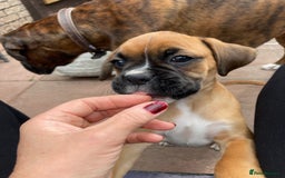 Boxer dogs for sale: Boxers 2 bitches - Image 6