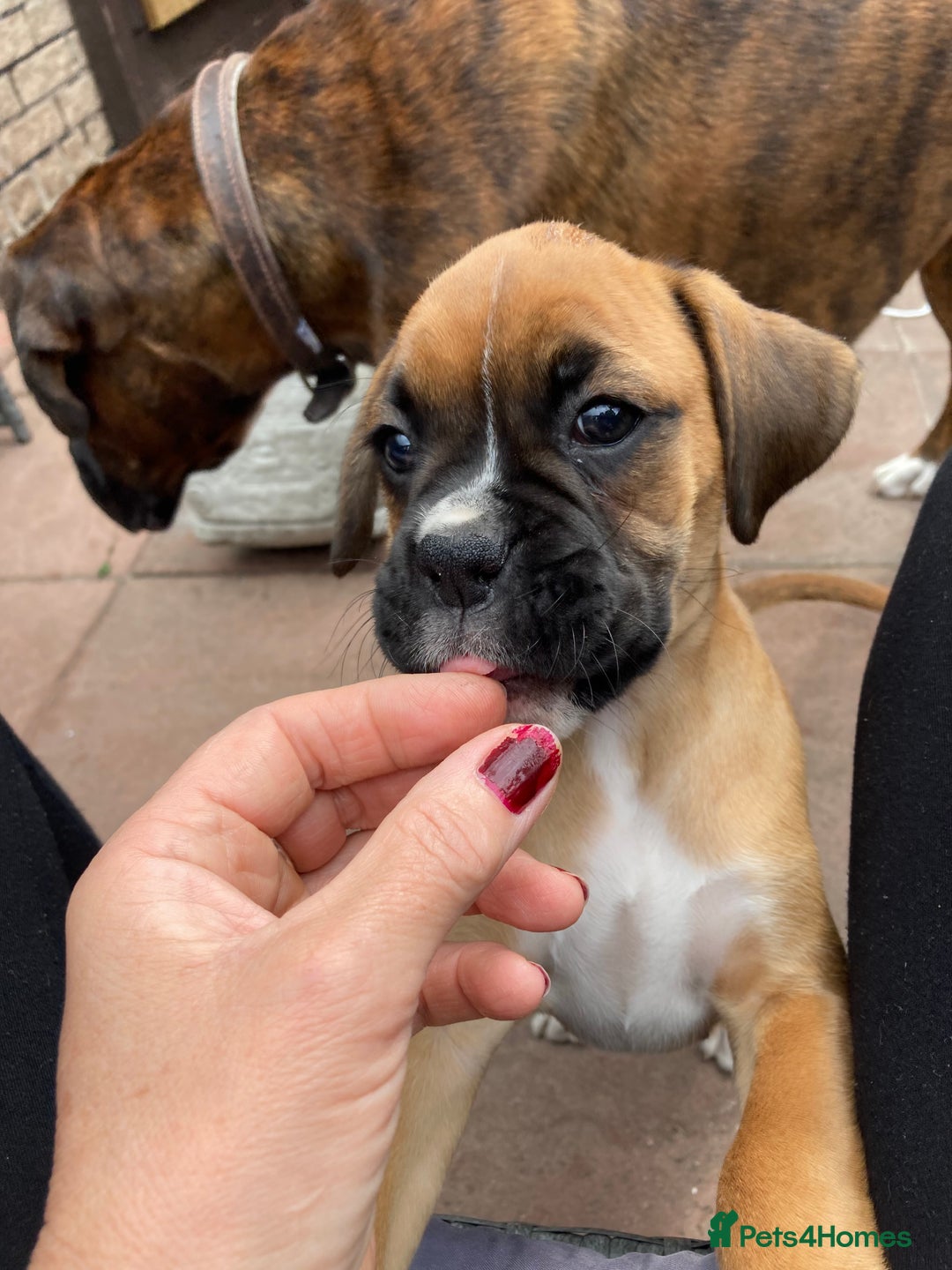 Boxer dogs for sale: Boxers 2 bitches - Image 6