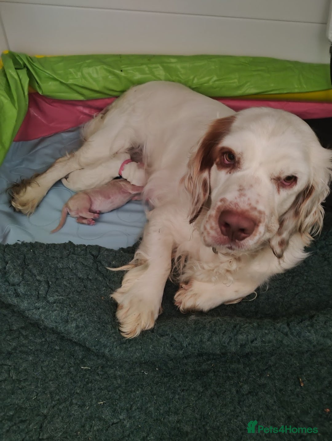 Clumber Spaniel dogs for sale: Pedigree KC Clumber Spaniel Puppies - Advert 15