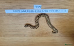 Snake reptiles for sale: Western Hognose CB25 babies UPDATED - Image 5