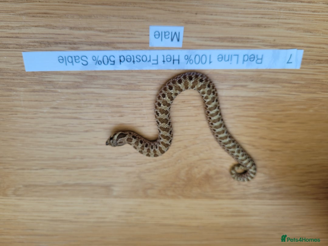Snake reptiles for sale: Western Hognose CB25 babies UPDATED - Image 5