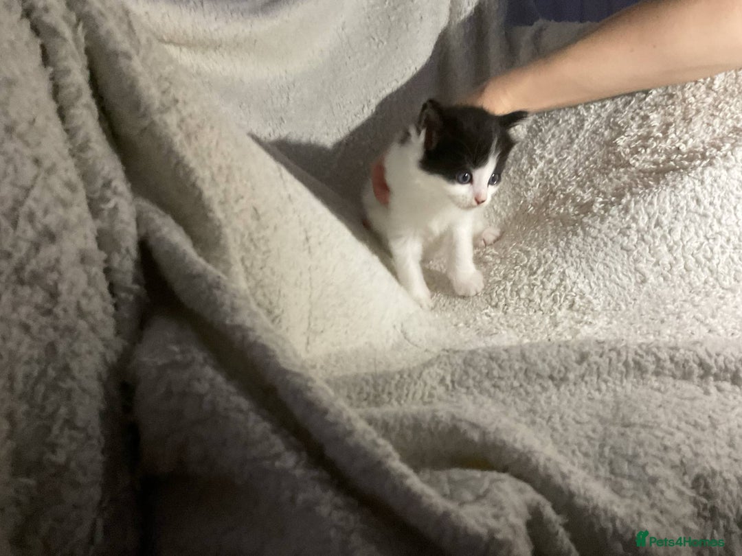 Mixed Breed cats for sale: Kittens  - Image 4