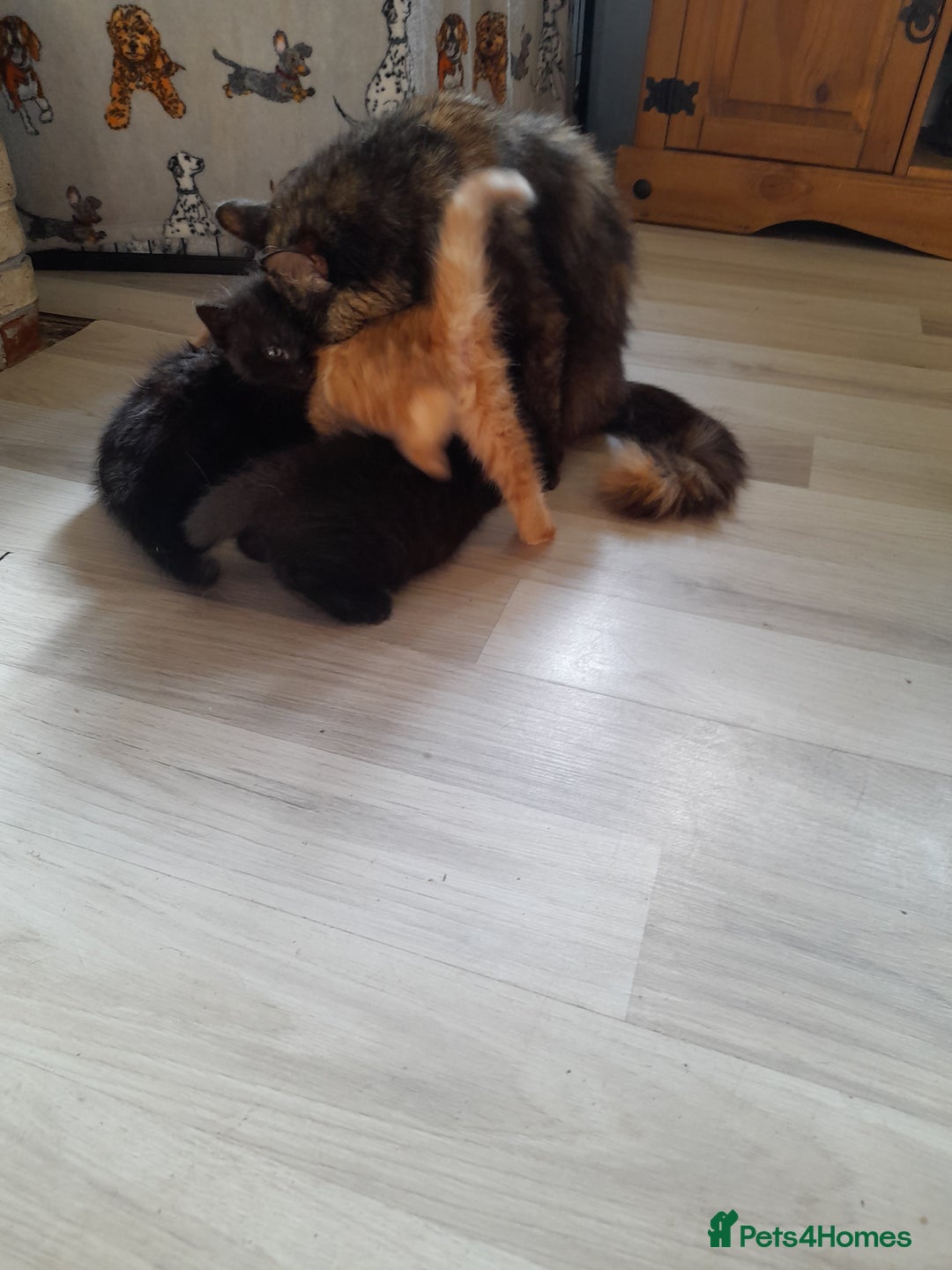 Mixed Breed cats for sale: Gorgeous Ragamuffin x kittens. - Image 8
