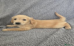 Golden Retriever dogs for sale: Beautiful golden retriever puppies for sale.  - Image 15