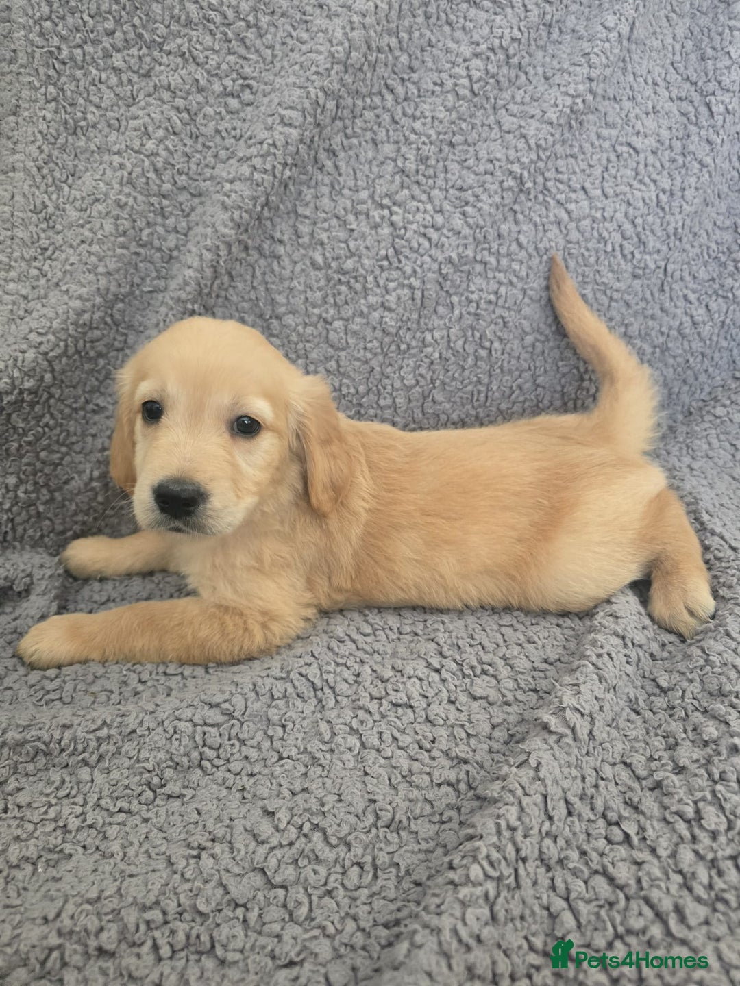 Golden Retriever dogs for sale: Beautiful golden retriever puppies for sale.  - Image 15