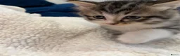 Mixed Breed cats for sale: Fluffy kittens for sale in West Byfleet - Advert 12