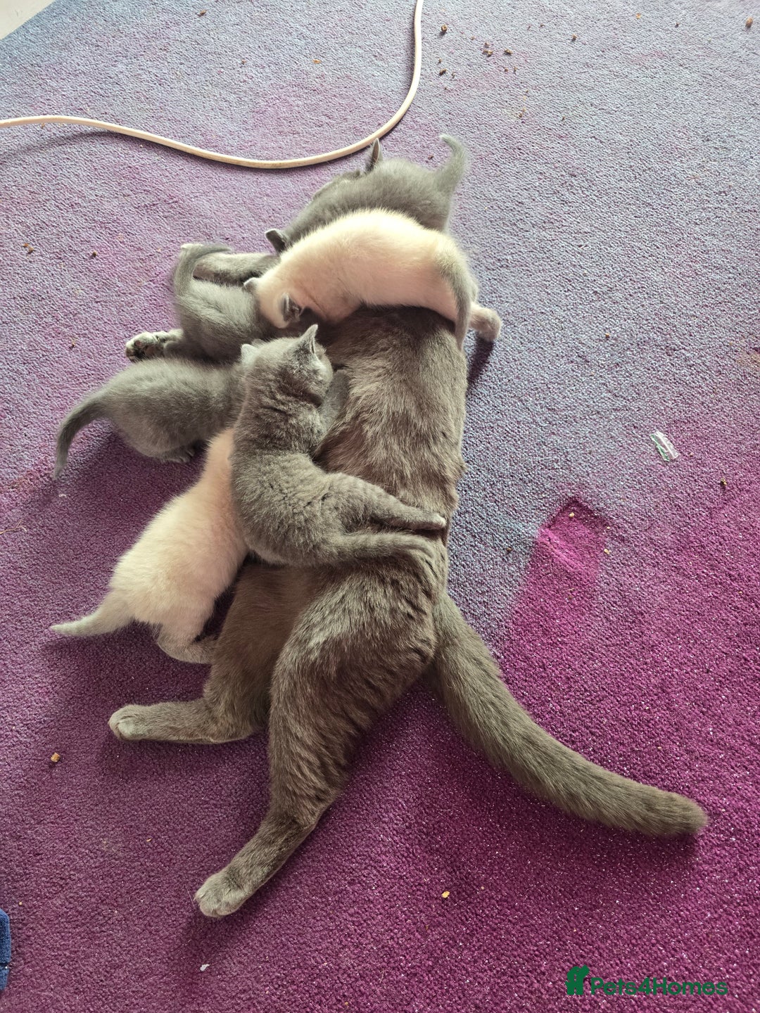 British Shorthair cats for sale: 6 x British Short-haired Blue kittens for sale - Image 18