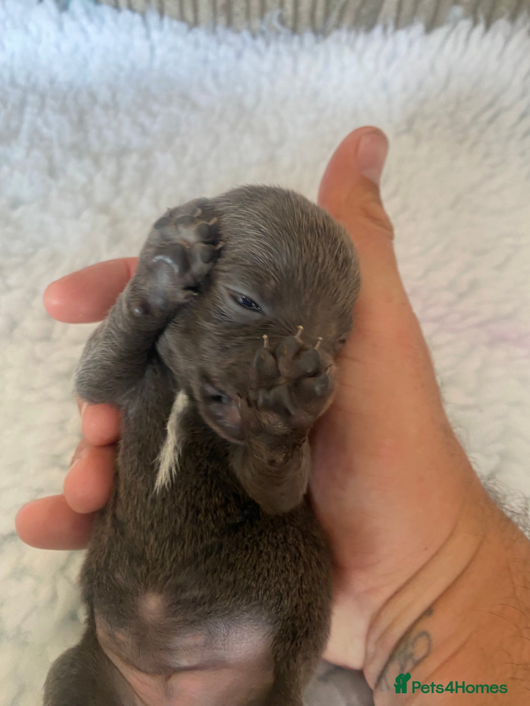 Mixed Breed dogs for sale: Tiny chiweenie puppy’s  - Image 17