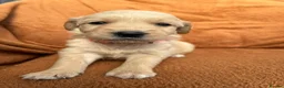 Golden Retriever dogs for sale: Kennel Club Registered Golden Retriever Puppies  - Advert 4