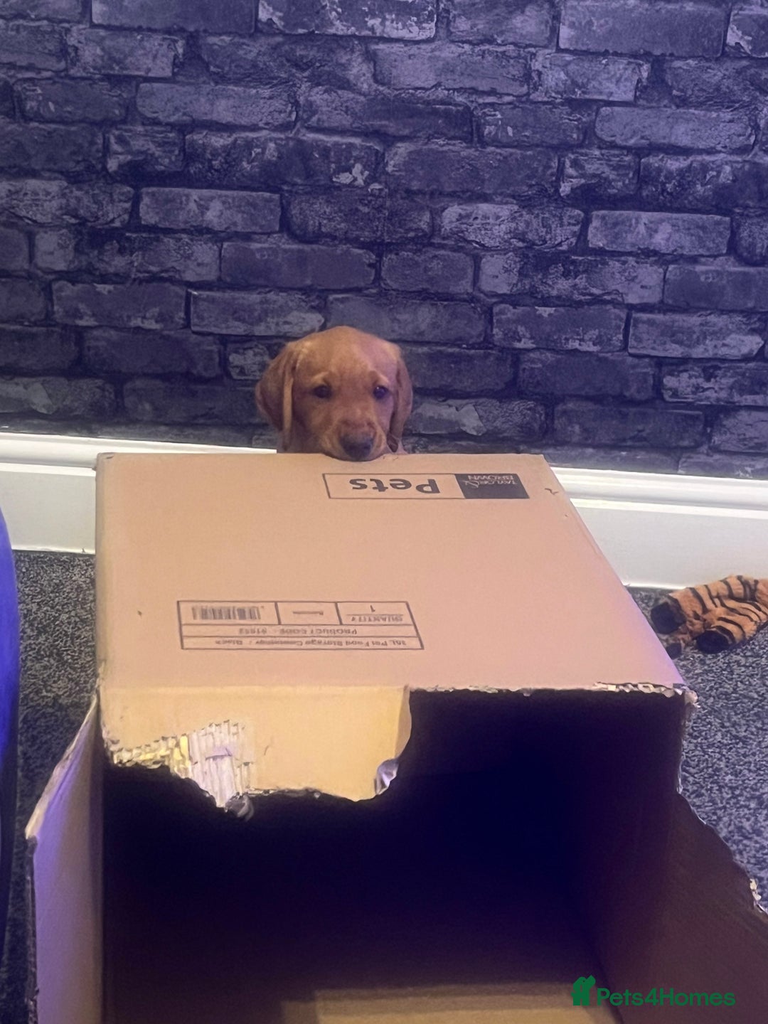 Labrador Retriever dogs for sale: Gorgeous KC reg pedigree red lab puppy  - Advert 5