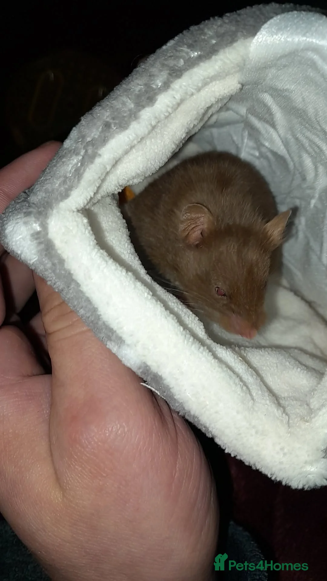 Hamster rodents for sale: Titch. Syrian Hamster. Cage, food and bedding too. - Advert 2