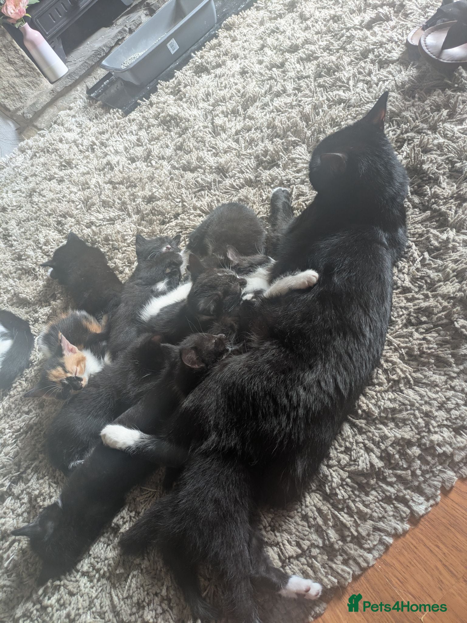 Mixed Breed cats 9 kittens ready for their forever home  - Advert 2