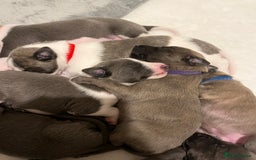 Whippet dogs for sale: Whippet puppies  - Image 17