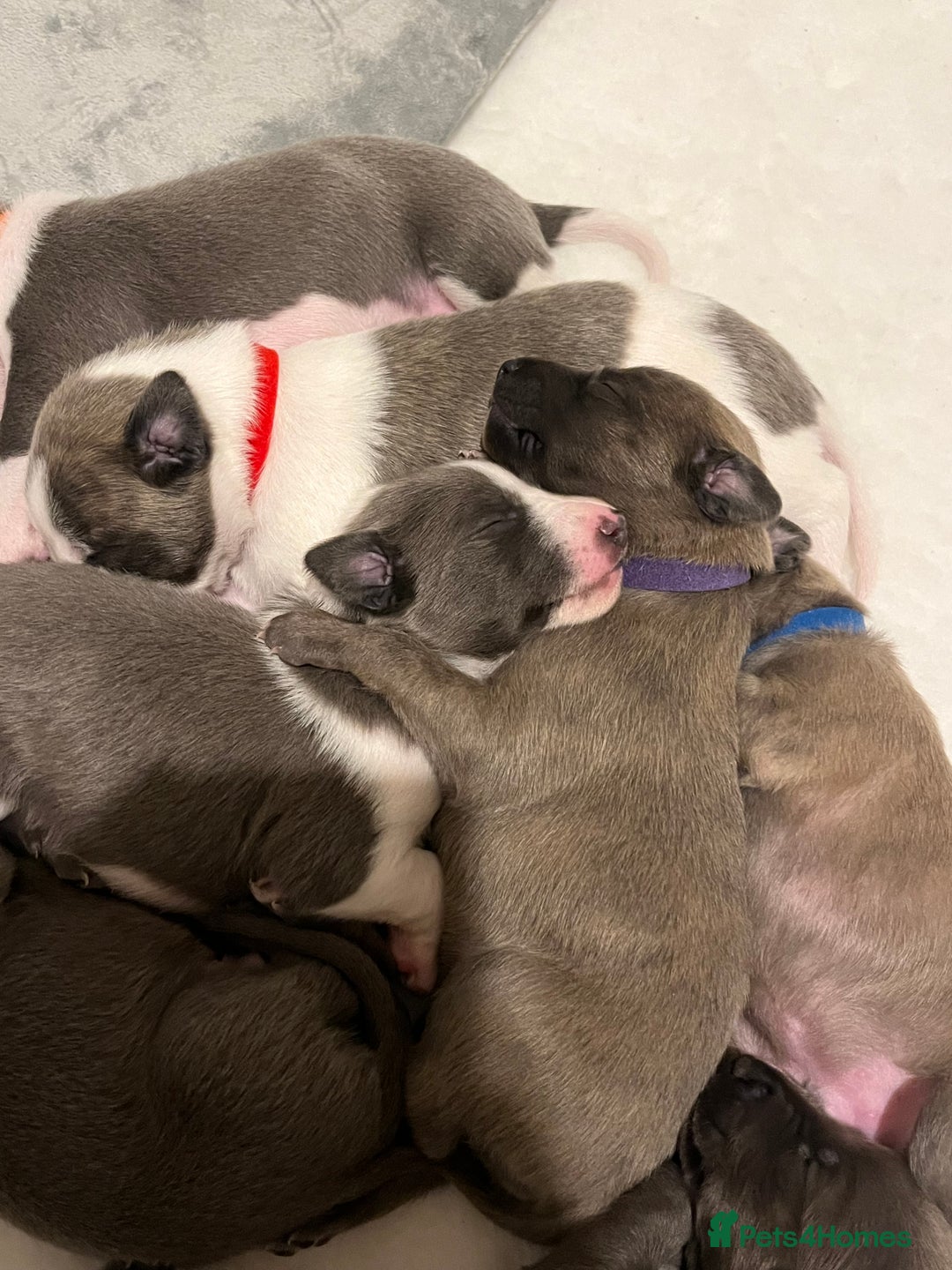 Whippet dogs for sale: Whippet puppies  - Image 17
