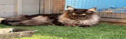 Maine Coon cats for stud: TICA registered Black Smoke stud  - Advert 1