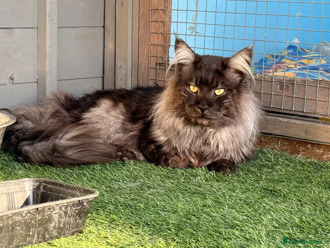 Maine Coon cats for stud: TICA registered Black Smoke stud  - Advert 1