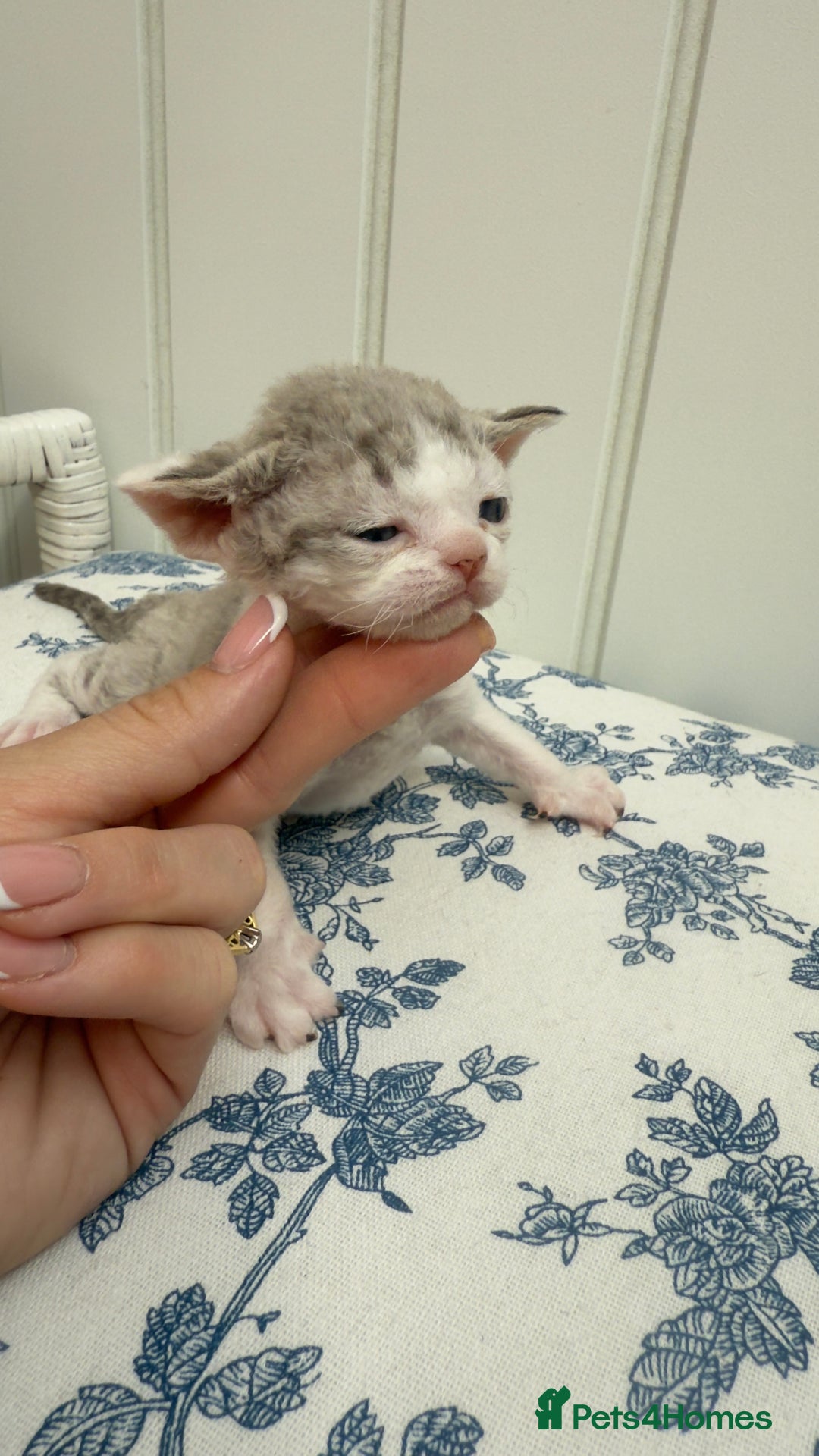 Devon Rex cats for sale: Fantastic quality GCCF boy  - Image 10