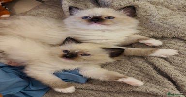 Ragdoll cats - Advert 3