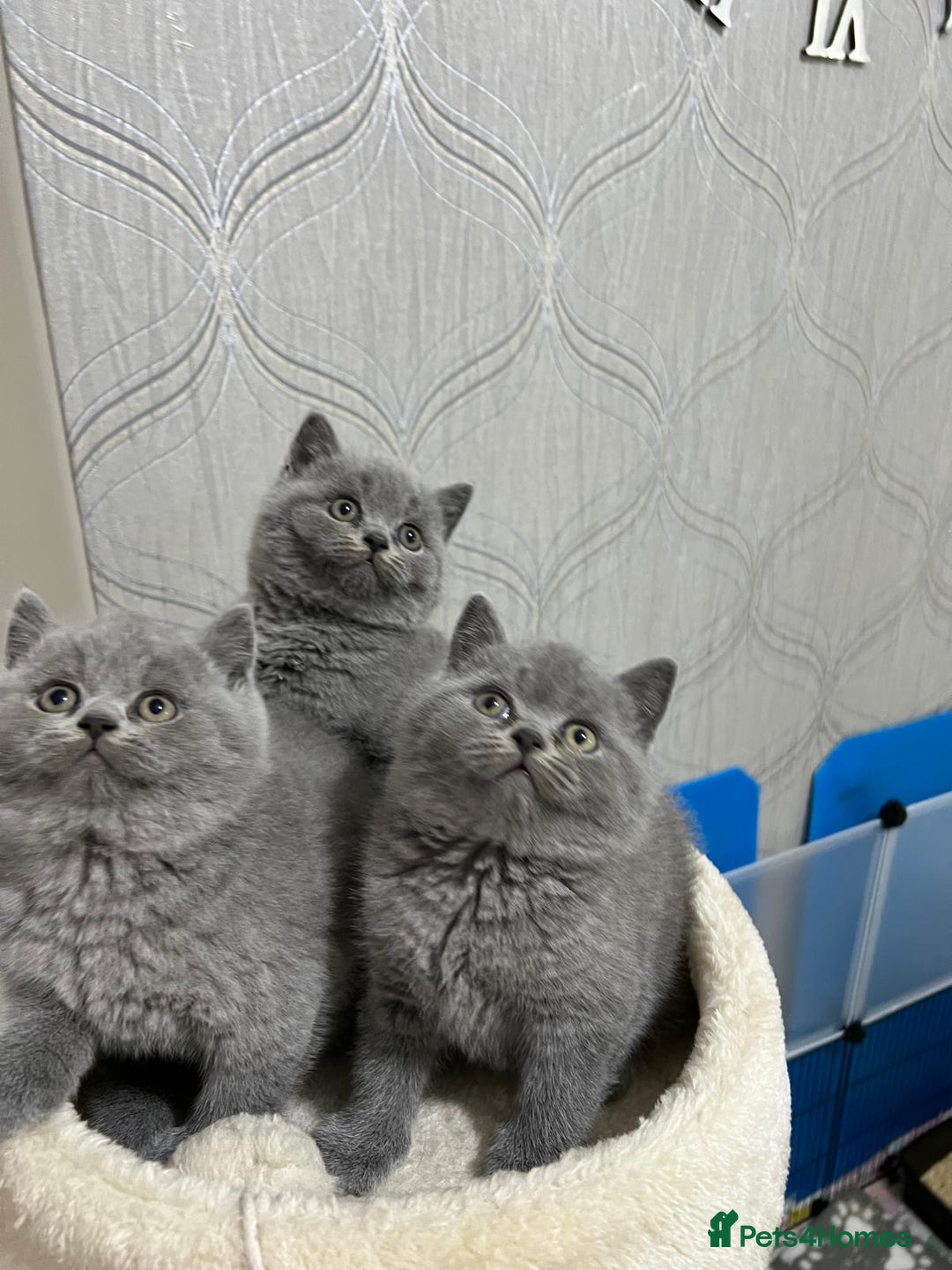 British Shorthair cats for sale: Three blue Britishshorthair kittens (boys)for sale - Advert 1