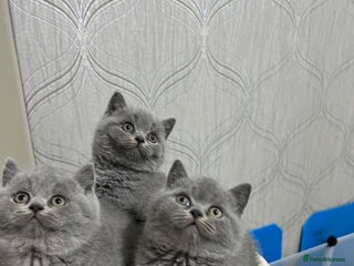 British Shorthair cats Three blue Britishshorthair kittens (boys)for sale - Advert 1