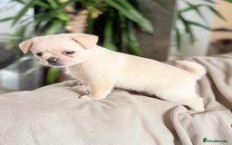 Pug dogs for sale: Adorable Pug x Pomeranian Puppies, Ready Today. - Image 9