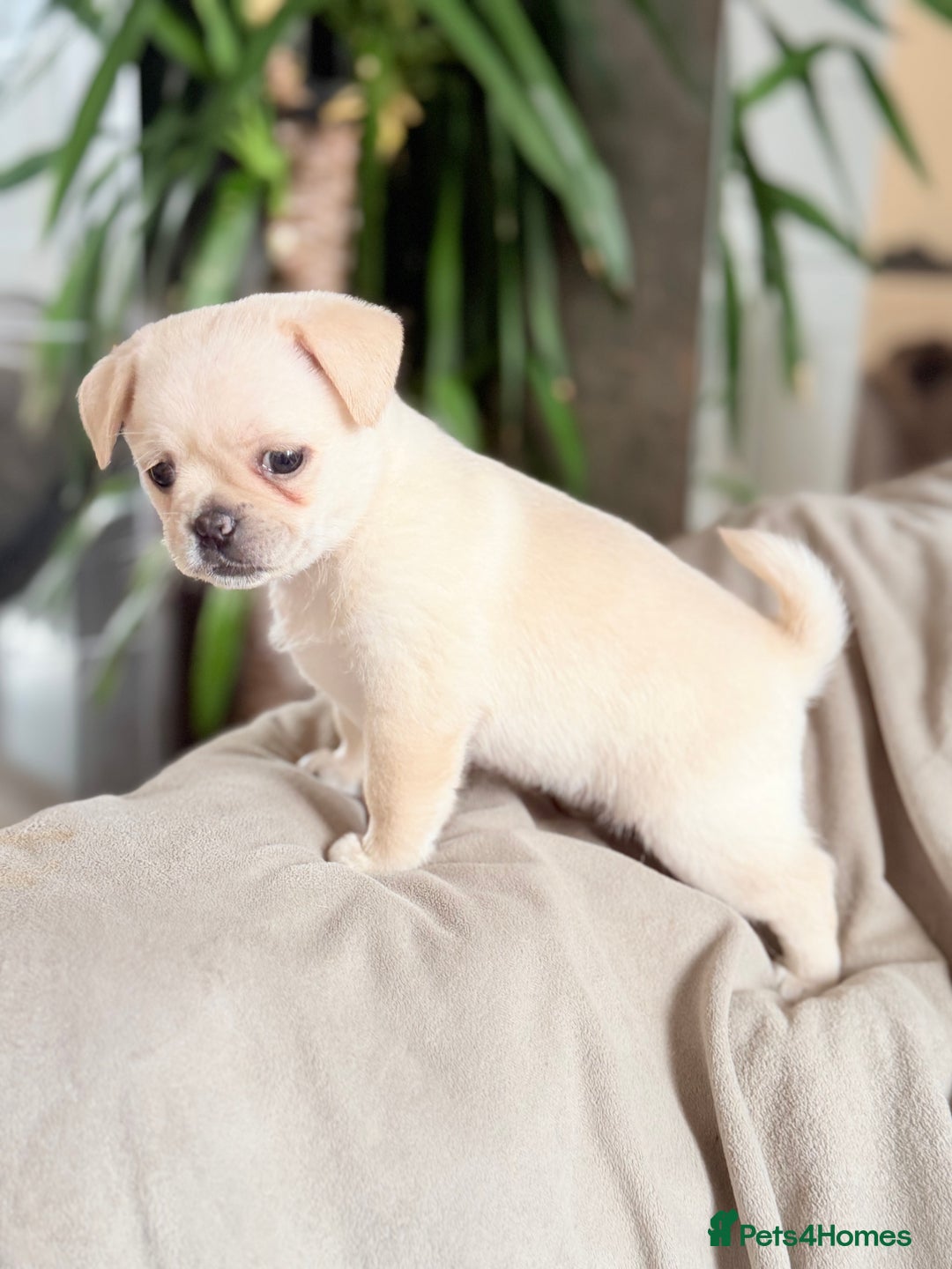 Pug dogs for sale: Adorable Pug x Pomeranian Puppies, Ready Today. - Image 9