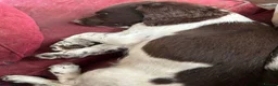 English Springer Spaniel dogs for sale: English Springer Spaniel Puppies For Sale - Advert 4